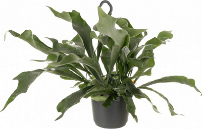 Растение комнатное Платицериум Bifurcatum 17x35 см