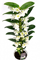 Растение Дендробиум Нобиле 1 ветка белая 12х50 см