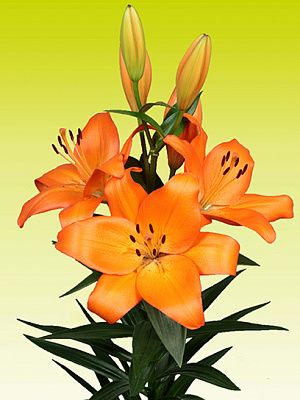 Луковица VWS EXPORT – IMPORT OF FLOWERBULBS B.V. лилии ЛА Кодайра 1 шт.