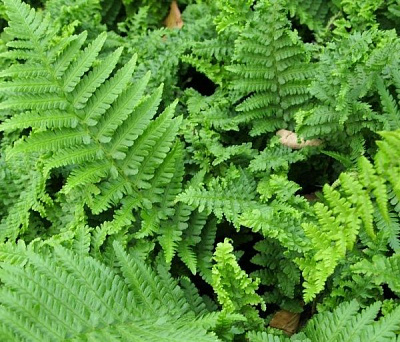 Рослина декоративна Лотос К Щитовник чоловічий Crispa' (Dryopteris f.-m. 'Crispa')