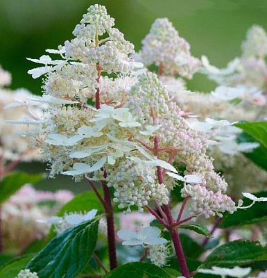 Растение Гортензия/Hydrangea paniculata Early Harry С3, H 40-60