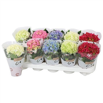 Рослина Гортензія 9*15 мікс 1+