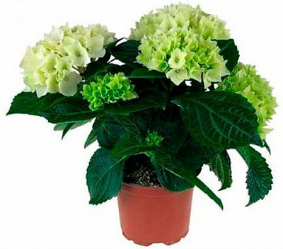 Растение Гортензия Macrophylla микс 2/3 10х20 см