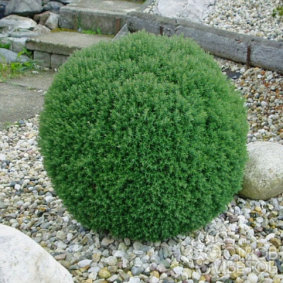 Растение Туя Тедди С3