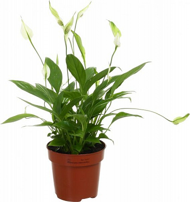 Растение Спатифиллум 10,5х35 см