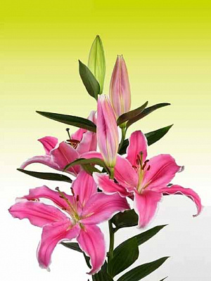 Луковица VWS EXPORT – IMPORT OF FLOWERBULBS B.V. лилии восточной Марлон 1 шт. 