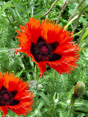 Корневище мака Керлилокс 1 шт. 