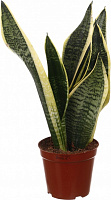Растение комнатное Сансевьерия Лауренти 12x40 см