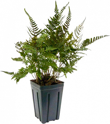 Рослина Кочедижник Burgundy Lace С3