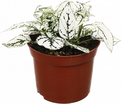 Растение комнатное Фиттония микс 8/10