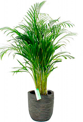 Растение Арека d34/h200