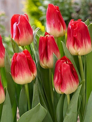 Луковица TUBERBULB Export B.V. тюльпана триумф Матч 3 шт. 