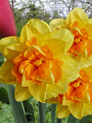 Луковица TUBERBULB Export B.V. нарцисса Апофеоз 3 шт. 