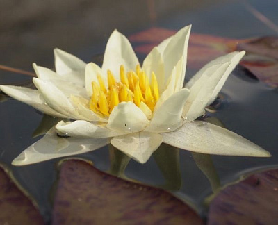 Рослина Німфея Pygmaea Alba