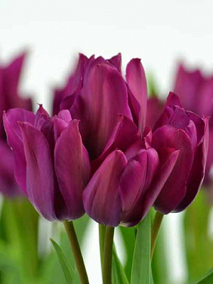 Луковица тюльпана простого позднего Найт Клаб 3 шт. 