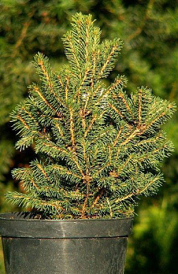 Ель обыкновенная / Picea abies Four Winds, С20