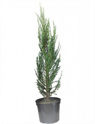 Саженец MegaPlant Можжевельник скальный Blue Arrow С5