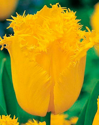 Цибулина Яскрава бахромчатий Hamilton 3 шт.