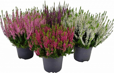 Рослина Калуна мікс d12/h18-23