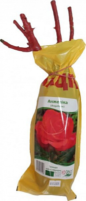 Саженец Dekoplant Роза чайно-гибридная Анжелика