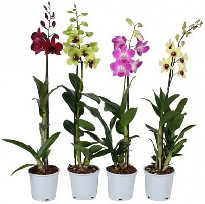 Рослина Орхідеї 12х40 мікс