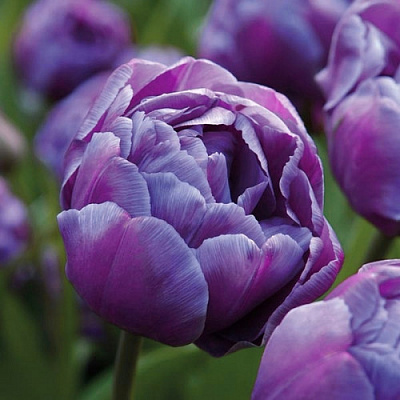 Луковица Яскрава Тюльпан двойной Blue Diamоnd 