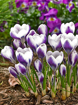 Клубнелуковица крокуса ботанического Принц Клаус 4 шт. TUBERBULB Export B.V.