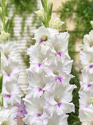 Бульбоцибулина гладіолуса великоквіткового Норма Джін 3 шт.