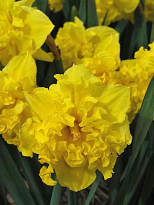 Цибулина нарциса розрізнокорончастого Флайер 2 шт.