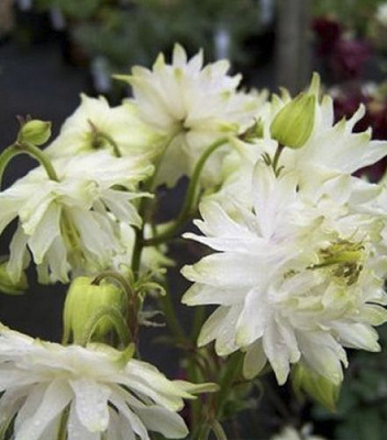 Кореневище Яскрава Аквілегія White Barlow 1 шт.