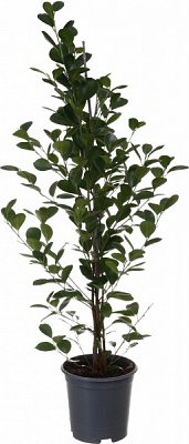 Растение Фикус мокламе d24/h120