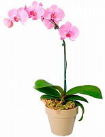 Растение Фаленопсис микс 1 ветка 9х35/45 см