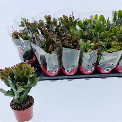 Растение Шлюмбергера 9х20 красная