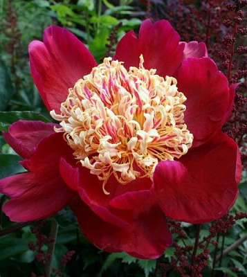 Корневище Яскрава Пион травянистыq высокий Sword Dance 1 шт. 