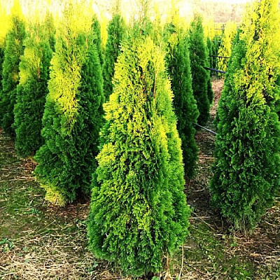 Рослина Туя Смарагд С3