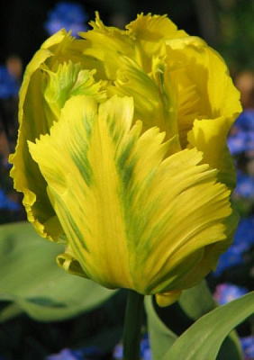 Луковица Яскрава Texas Gold 3 шт. 