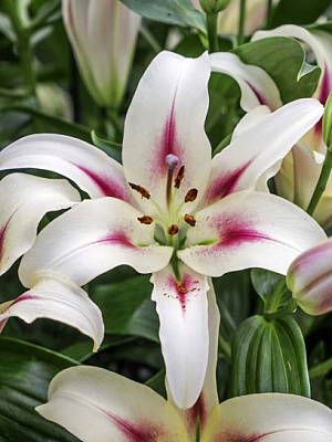 Цибулина лілії ОТ Німф 1 шт.