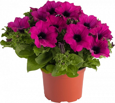 Рослина Сурфінія d9