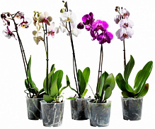 Растение Фаленопсис (орхидея) 12х60-65 1 ствол микс (Green Balanz)