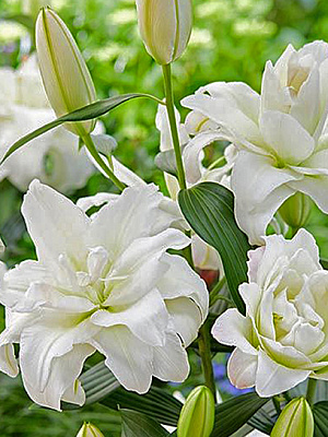 Цибулина VWS EXPORT – IMPORT OF FLOWERBULBS B.V. лілії східної повної Сноуборд 1 шт.