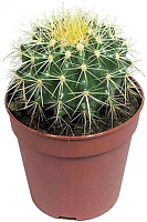 Растение Кактус d10,5 h15