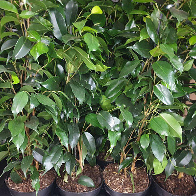 Растение Фикус бенджамина 14х50 Danielle