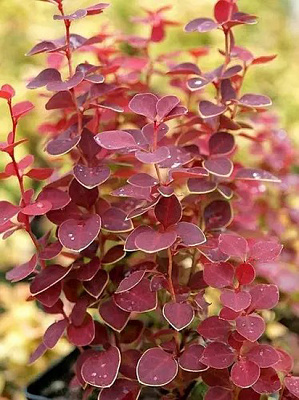 Рослина Барбарис/ Berberis thunbergii Chikita С3, D 20-25