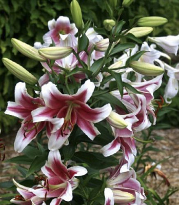 Луковица Яскрава Лилия OT гибрид гигантская Candy Club 1 шт.