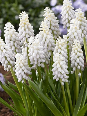 Луковица TUBERBULB Export B.V. мускари Венус 4 шт. 