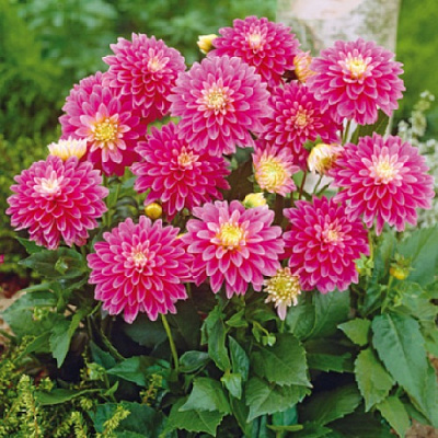 Корнеклубень Георгина Gallery Rembrandt 1 шт. Яскрава