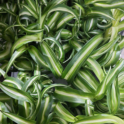 Растение Хлорофитум 12х20 зеленый вариегатный кучерявый