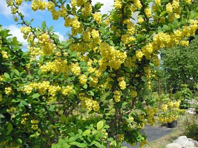 Растение Барбарис тунберга Индиан Саммер / Berberis thunbergii Indian Summer C3/H70-90