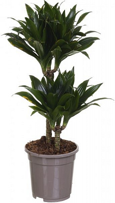 Рослина кімнатна Драцена компакта 2 стовбури 17х60