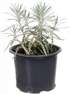 Растение лаванда d12